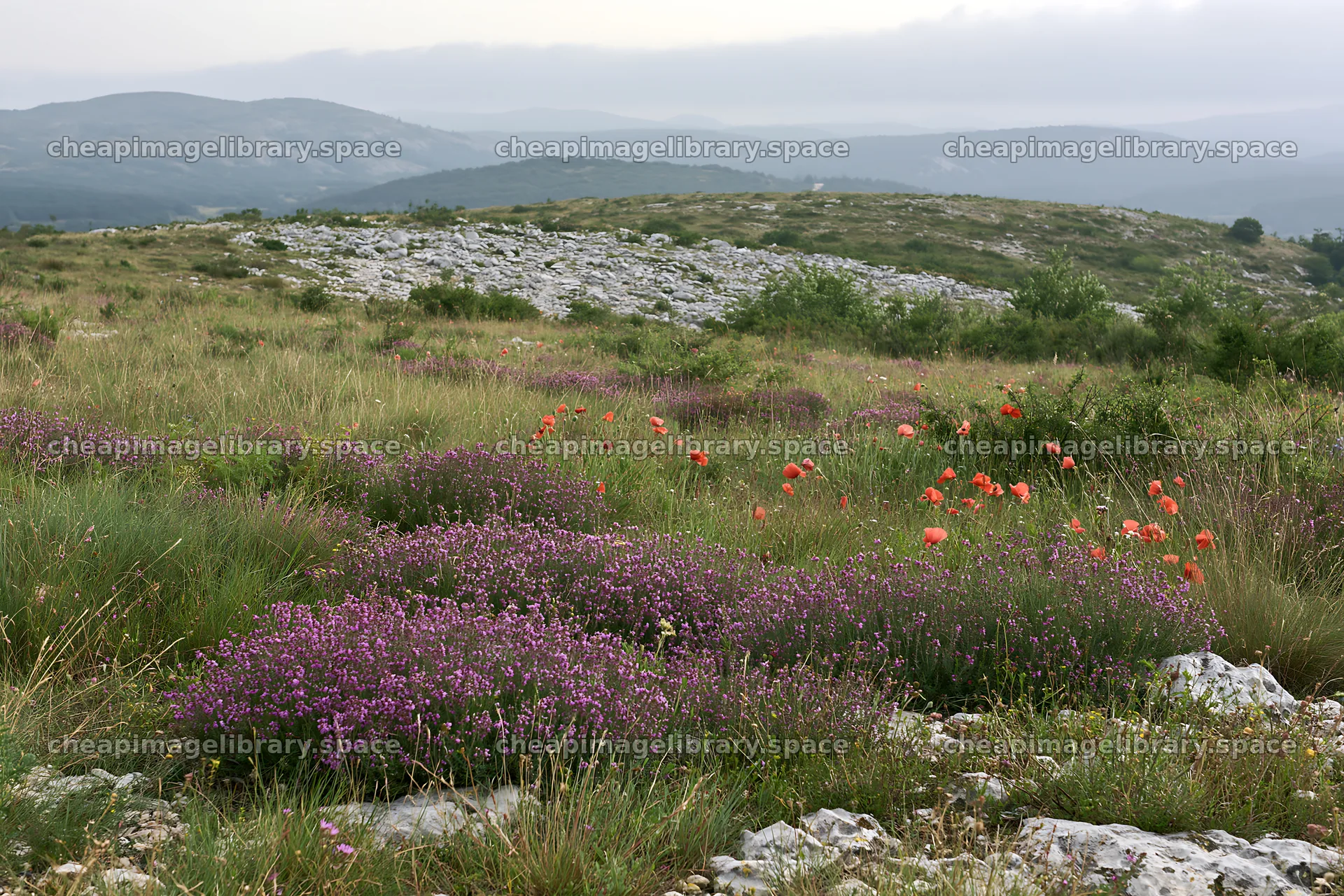 Rainwashed meadow with flowers and distant hills – image library 9722x6480
