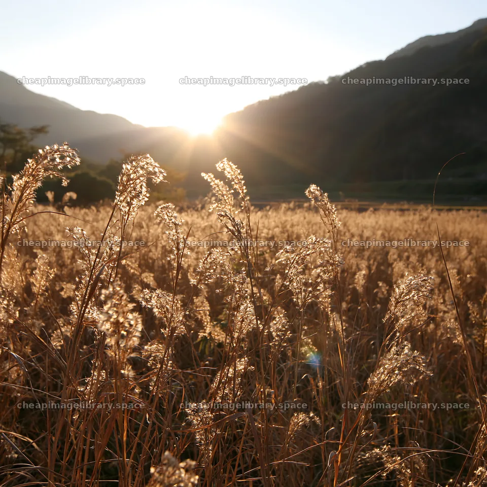 Ehime twilight meadow with dry seedheads at sunset – image library 7938x7938