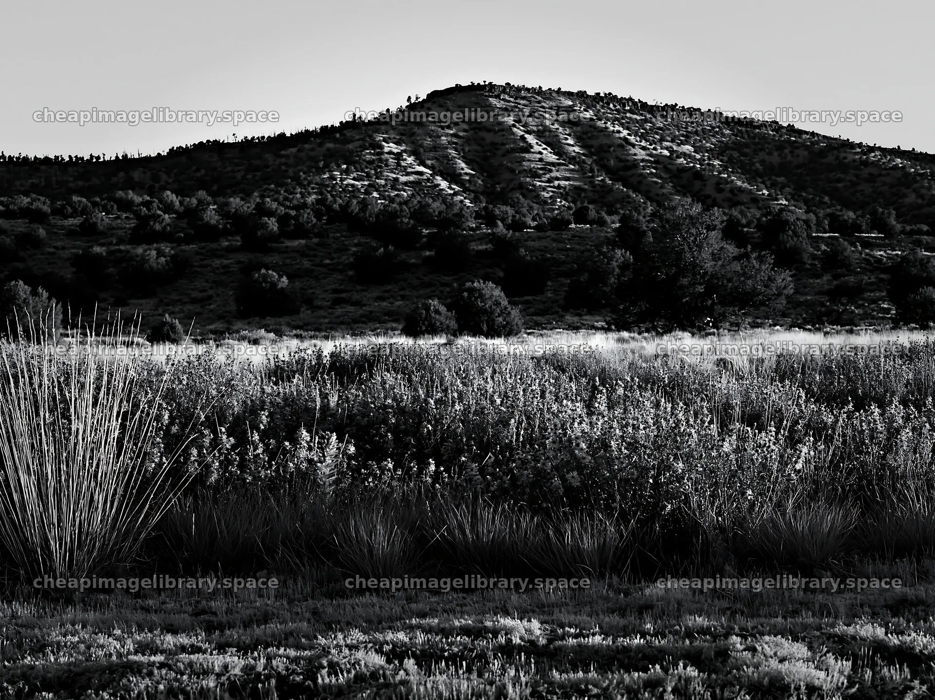 Drought-tolerant meadow with purple flowers and distant hills – image library 9174x6866