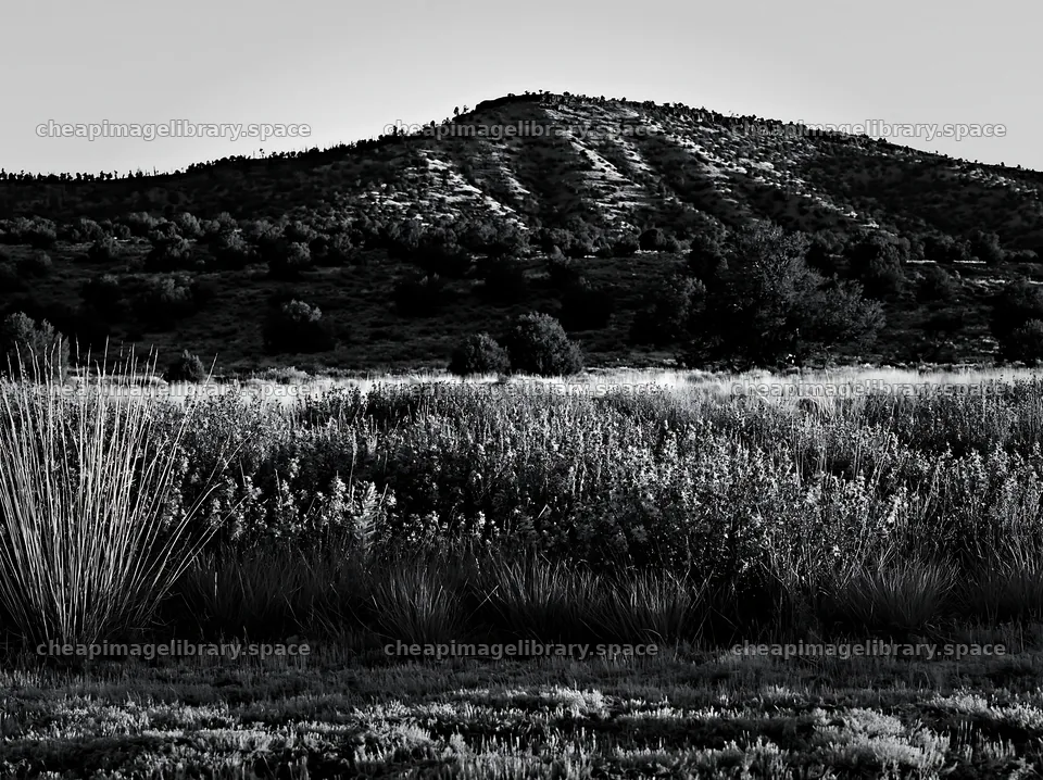 Drought-tolerant meadow with purple flowers and distant hills – image library 9174x6866
