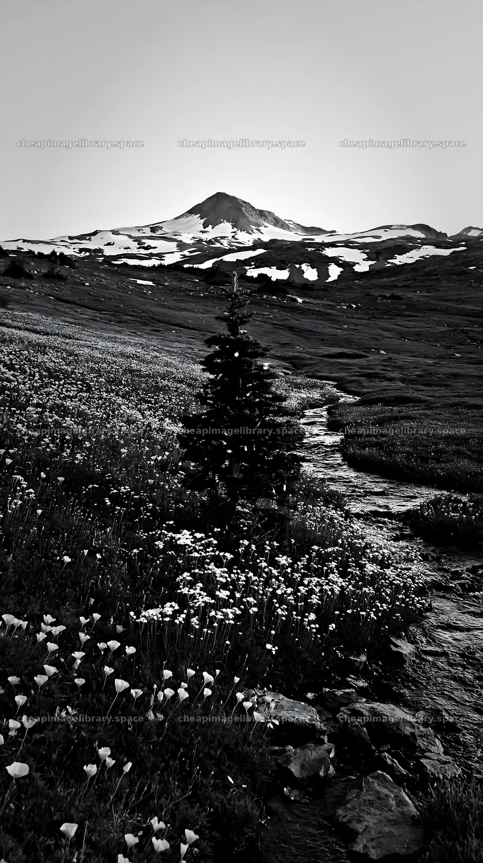 Christmas tree with lights beside stream in meadow – image library 5938x10608