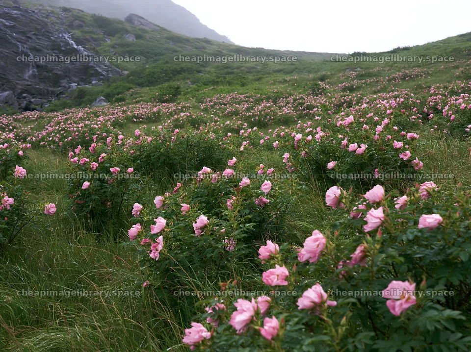 Waterfall and rose meadow in a natural setting – image library 9174x6866