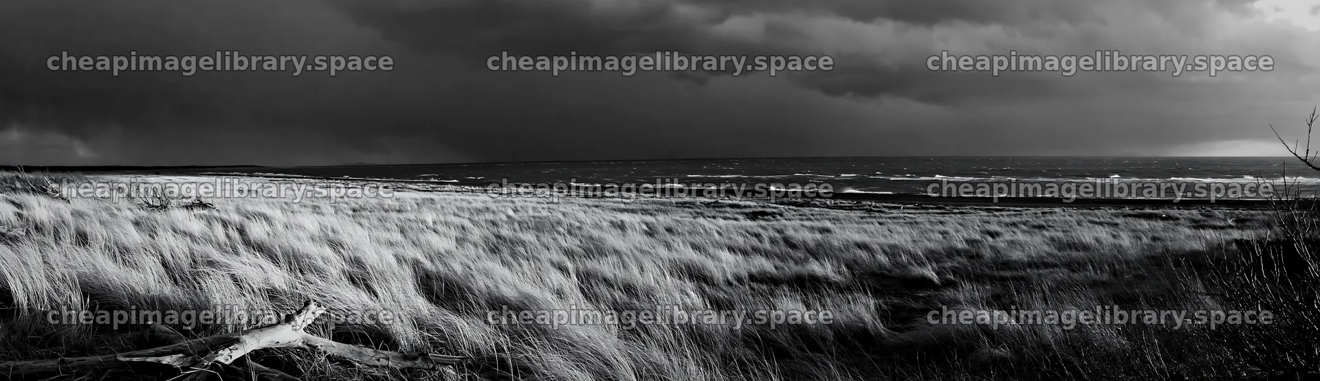 Chiba coastal climate meadow driftwood foreground – image library 14762x4268