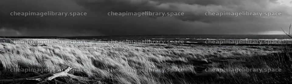 Chiba coastal climate meadow driftwood foreground – image library 14762x4268