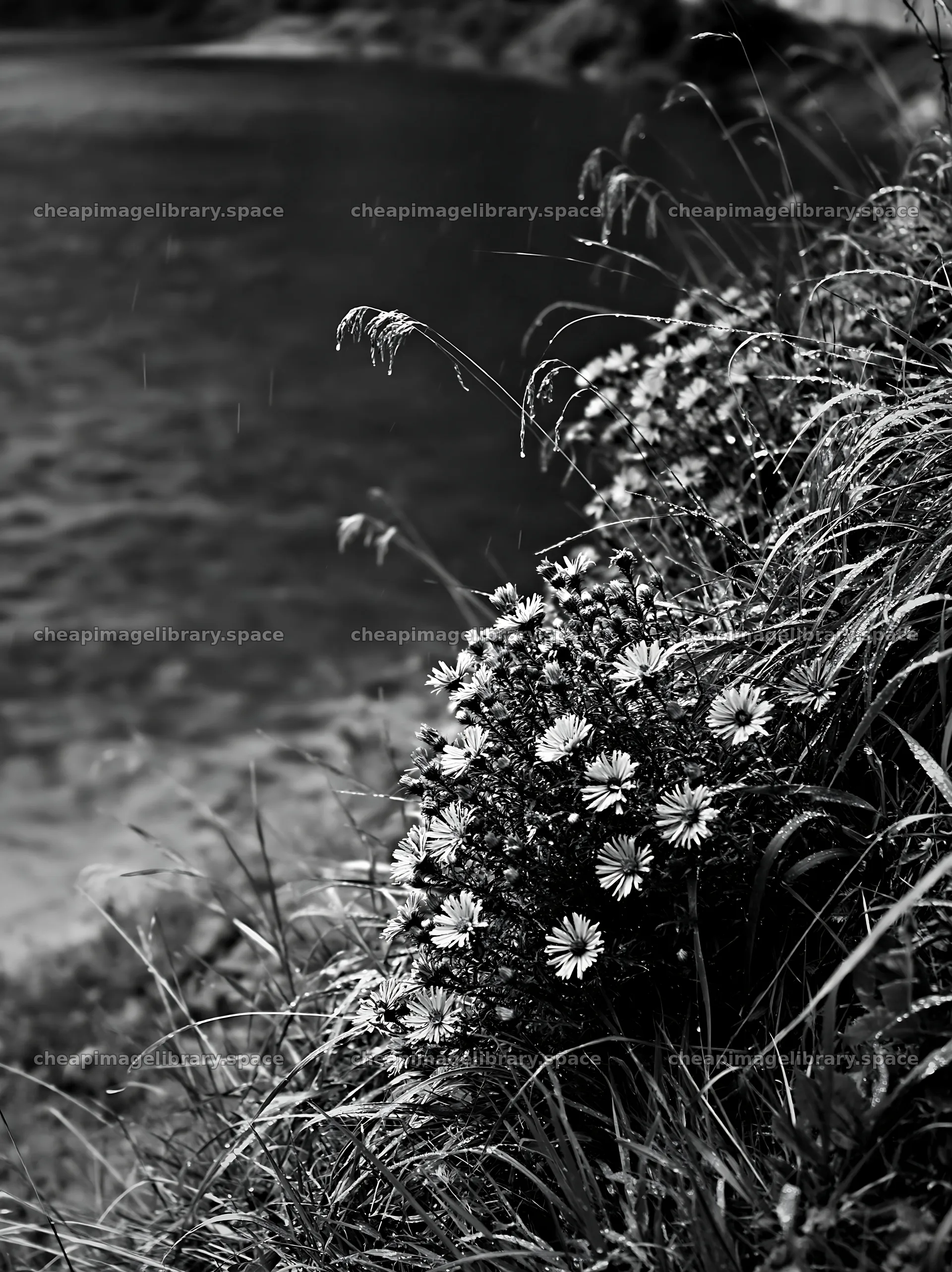 Swiss meadow beside alpine lake with flowers and green water – image library 6866x9174