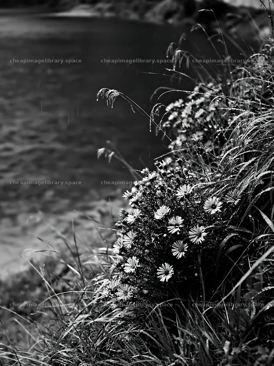 Swiss meadow beside alpine lake with flowers and green water – image library 6866x9174