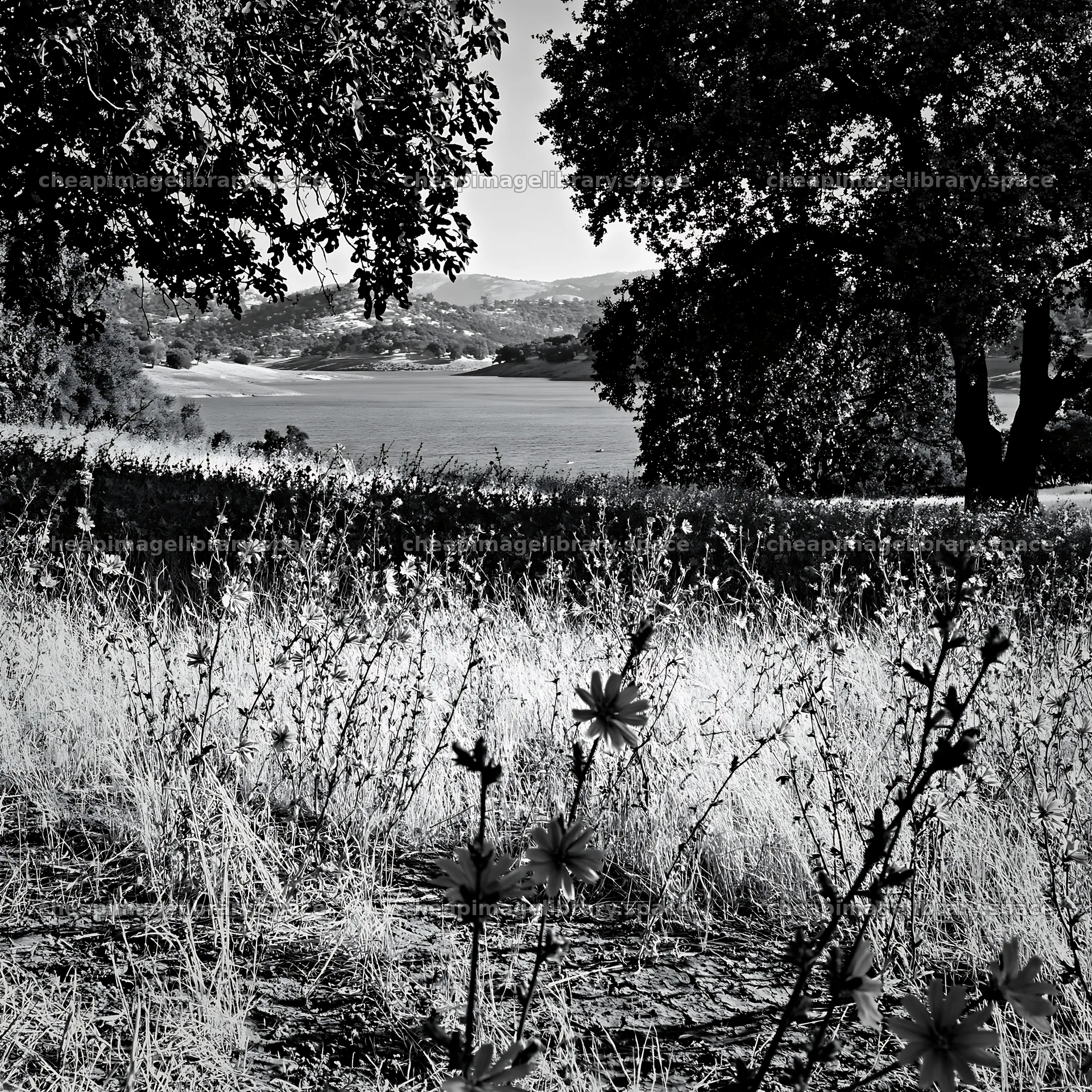 Lakeside meadow with flowers near orchard in black and white – image library 7938x7938