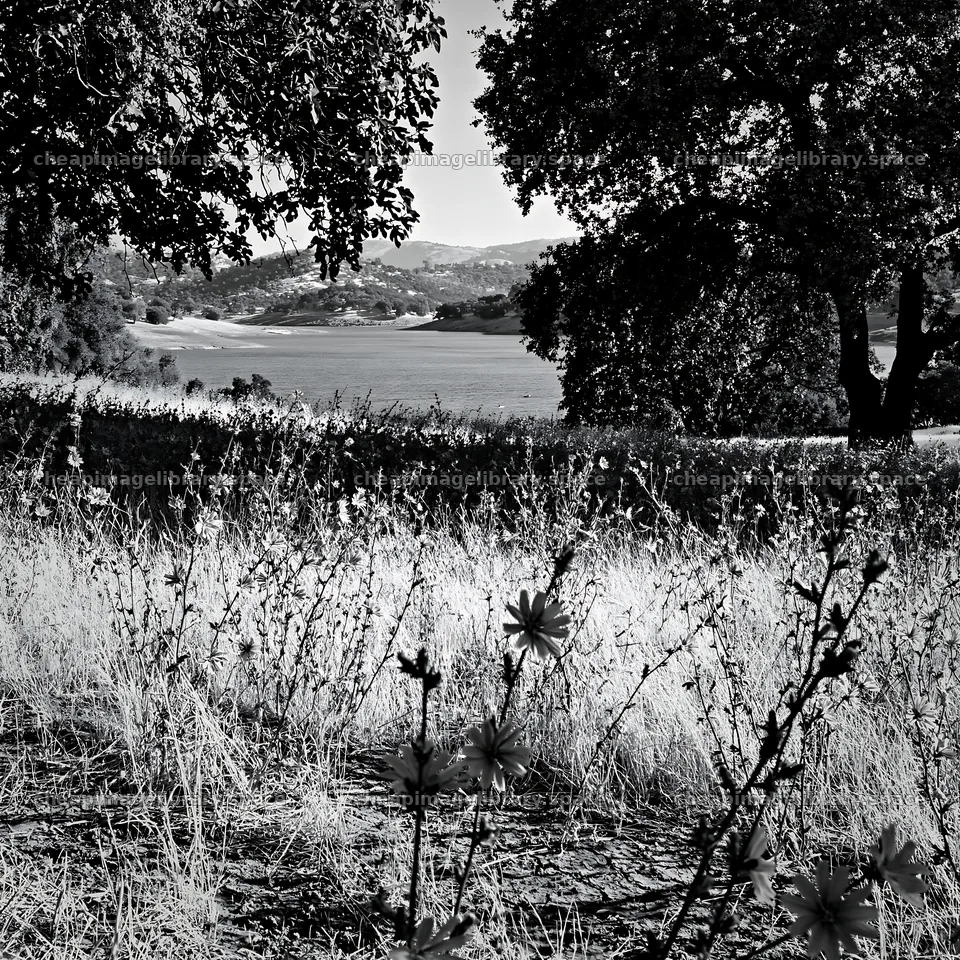 Lakeside meadow with flowers near orchard in black and white – image library 7938x7938