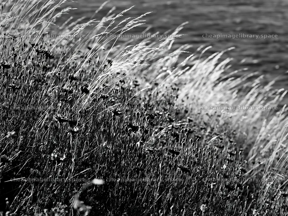 German lakeside meadow with blue flowers and tall grass – image library 9174x6866