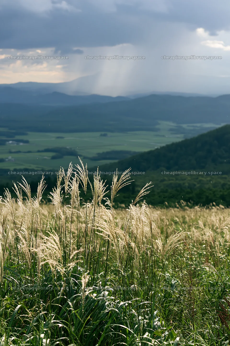 Climate-resilient Hokkaido silver grass meadow seedheads in the – image library 6480x9722