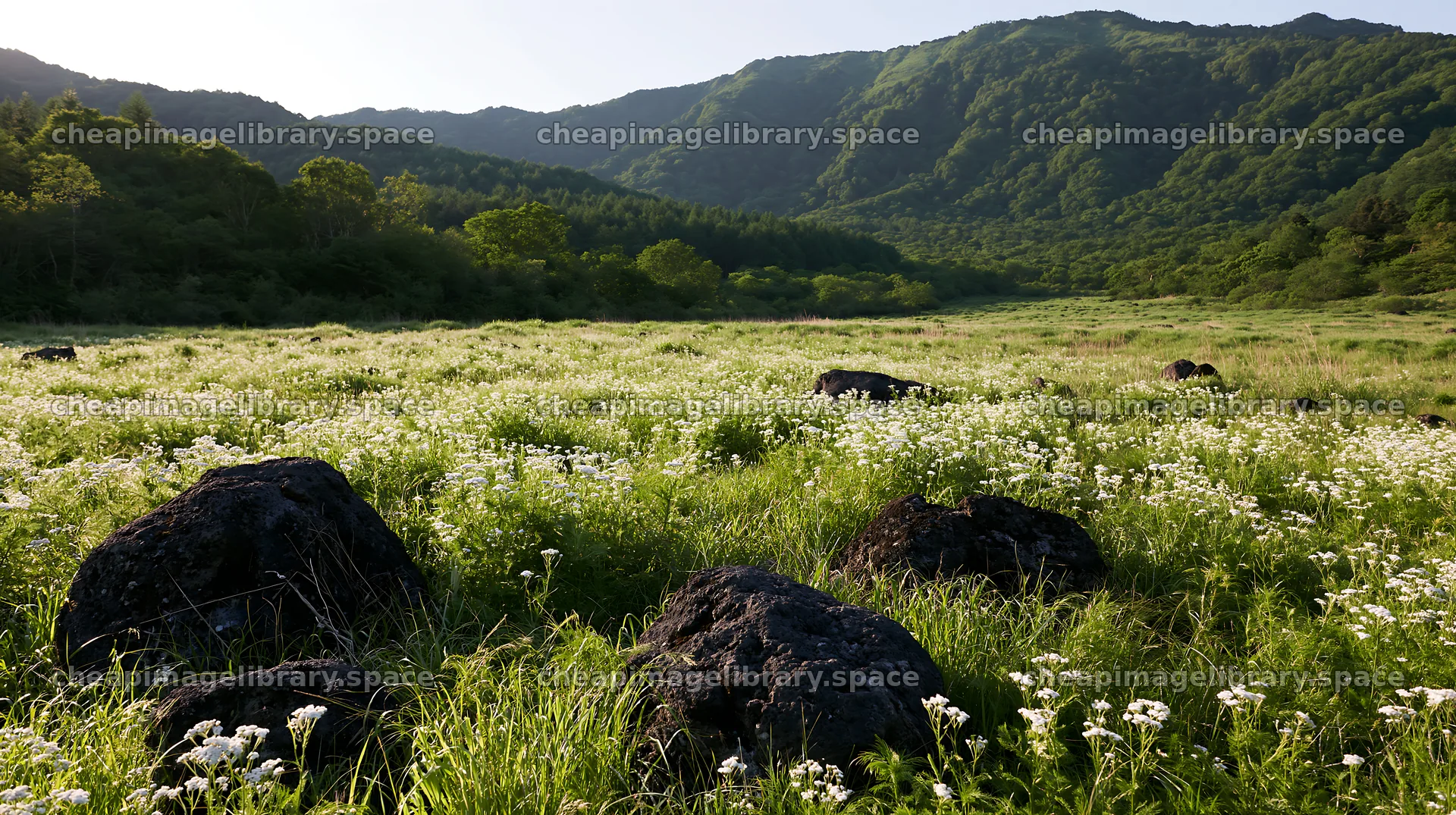 Yamanashi regenerative meadow with basalt stones in the landscape – image library 10608x5938