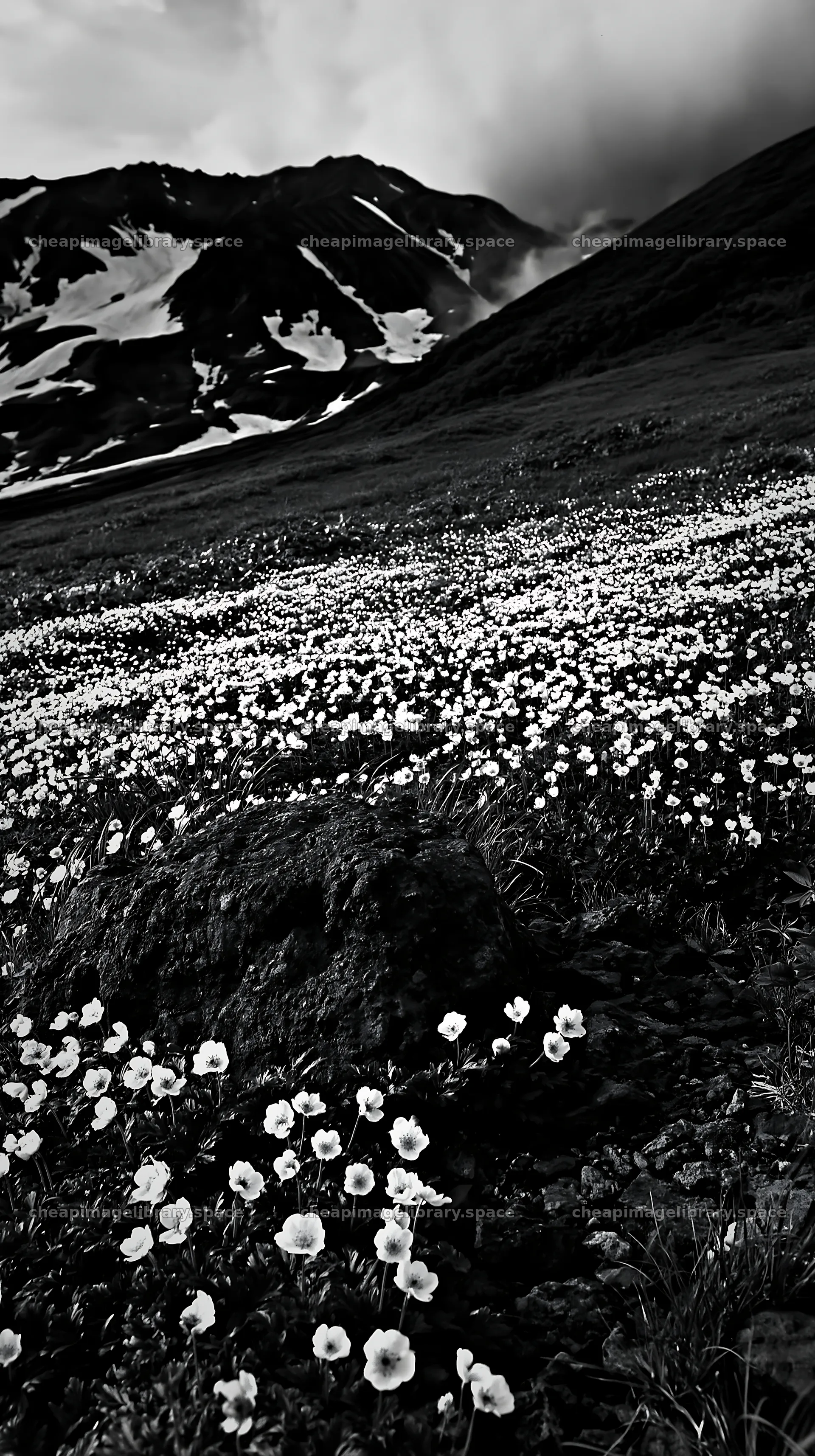 Snowmelt alpine meadow with flowers and rocks in Toyama – image library 5938x10608
