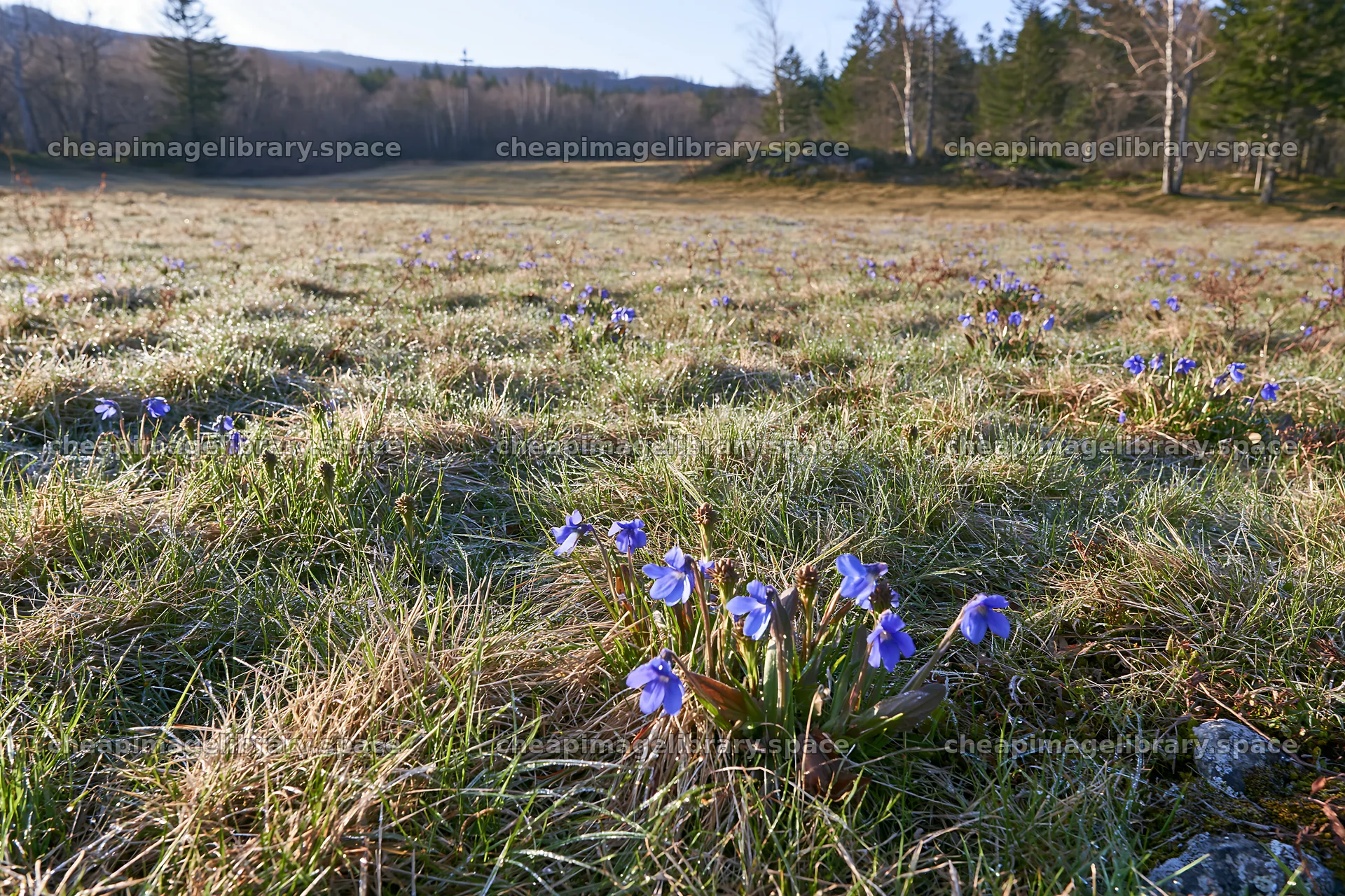 Expansive Hokkaido restoration meadow with dewdrops – image library 9722x6480
