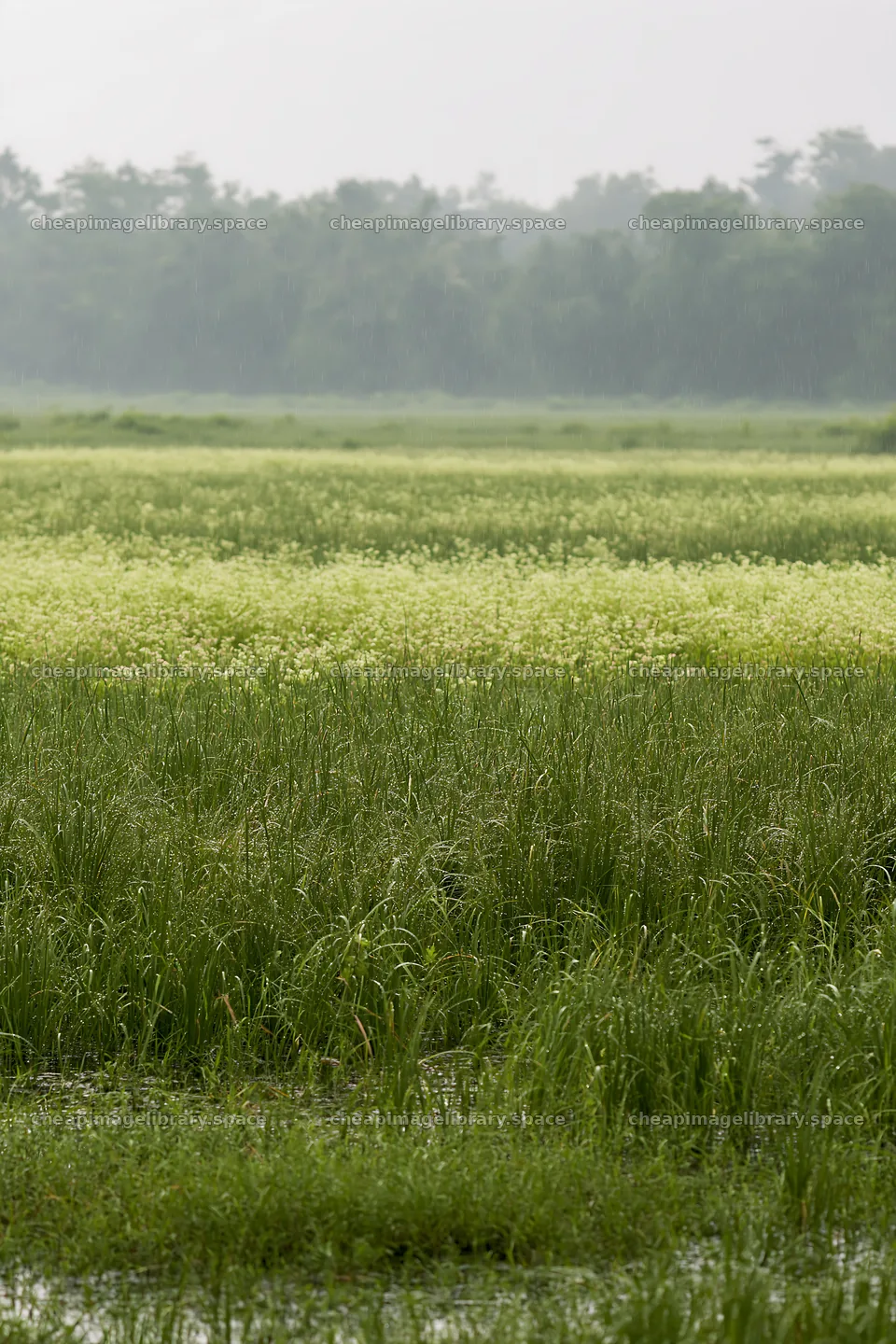 Kochi meadow during monsoon with rain beaded grasses – image library 6480x9722