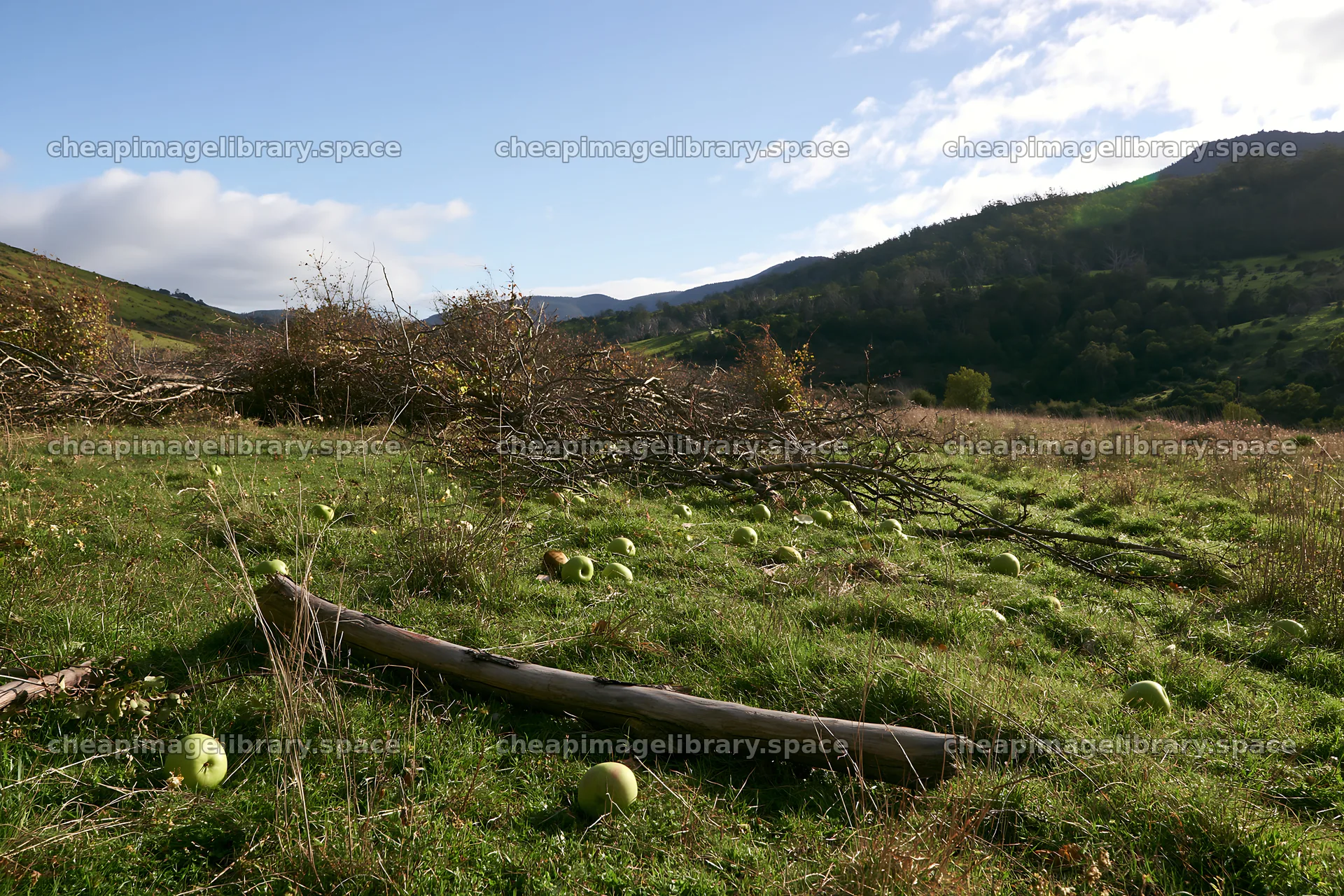 Highland apple meadow with fallen apples scattered on the ground – image library 9722x6480