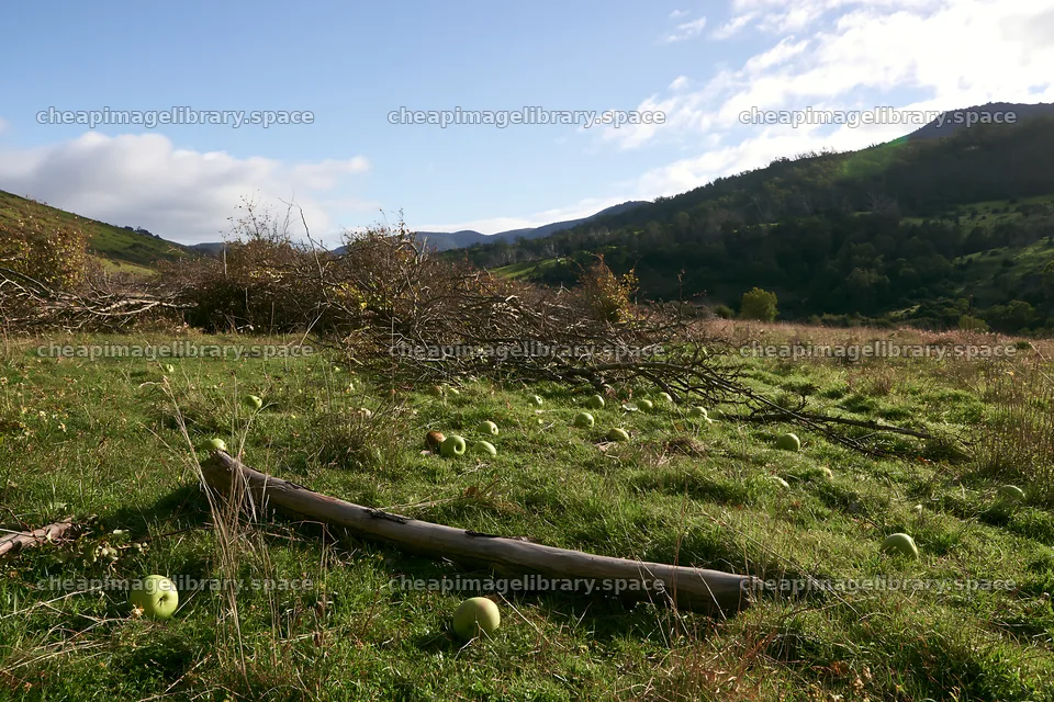 Highland apple meadow with fallen apples scattered on the ground – image library 9722x6480