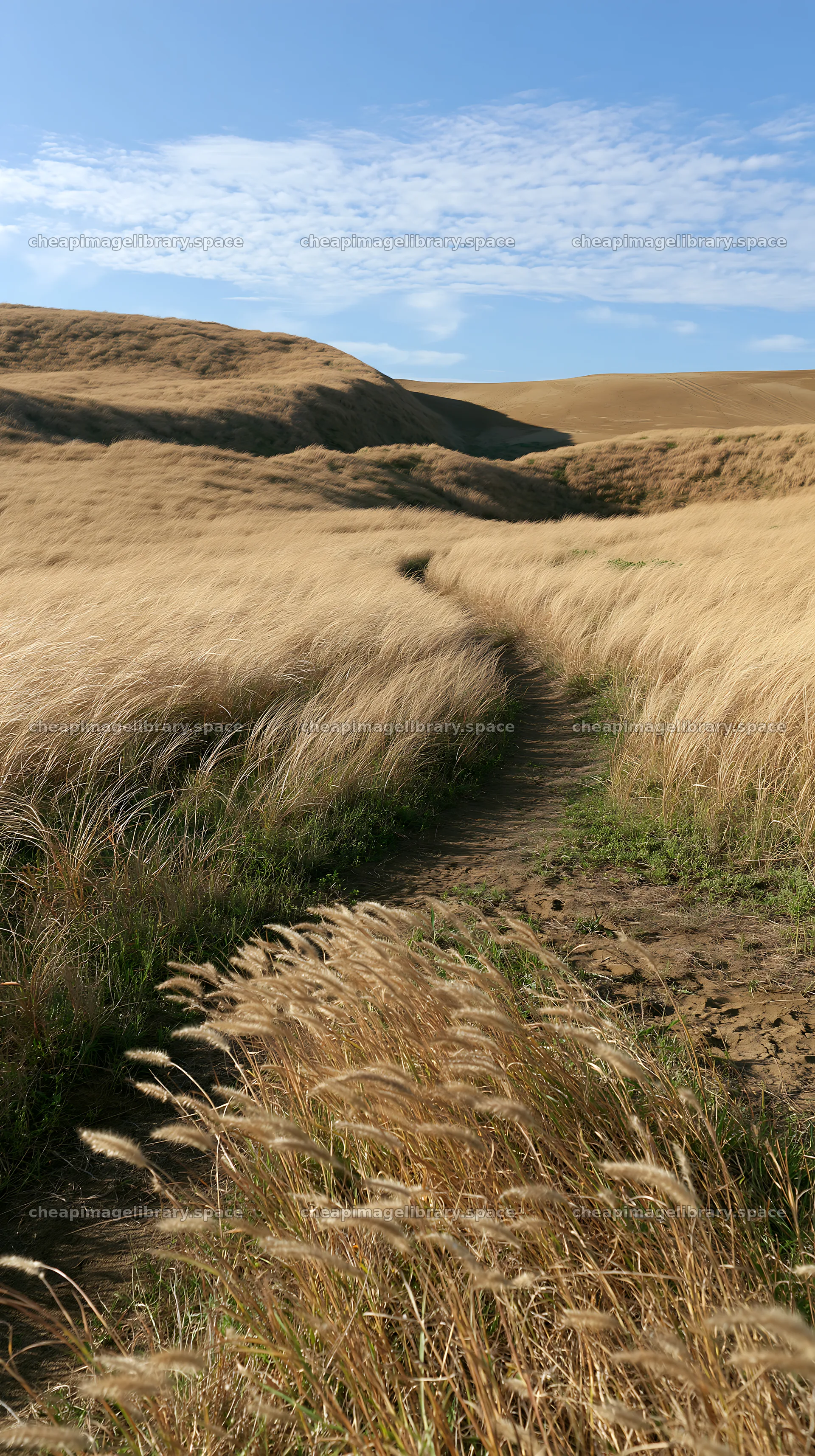 Windy meadow with dune grasses in Tottori – image library 5938x10608