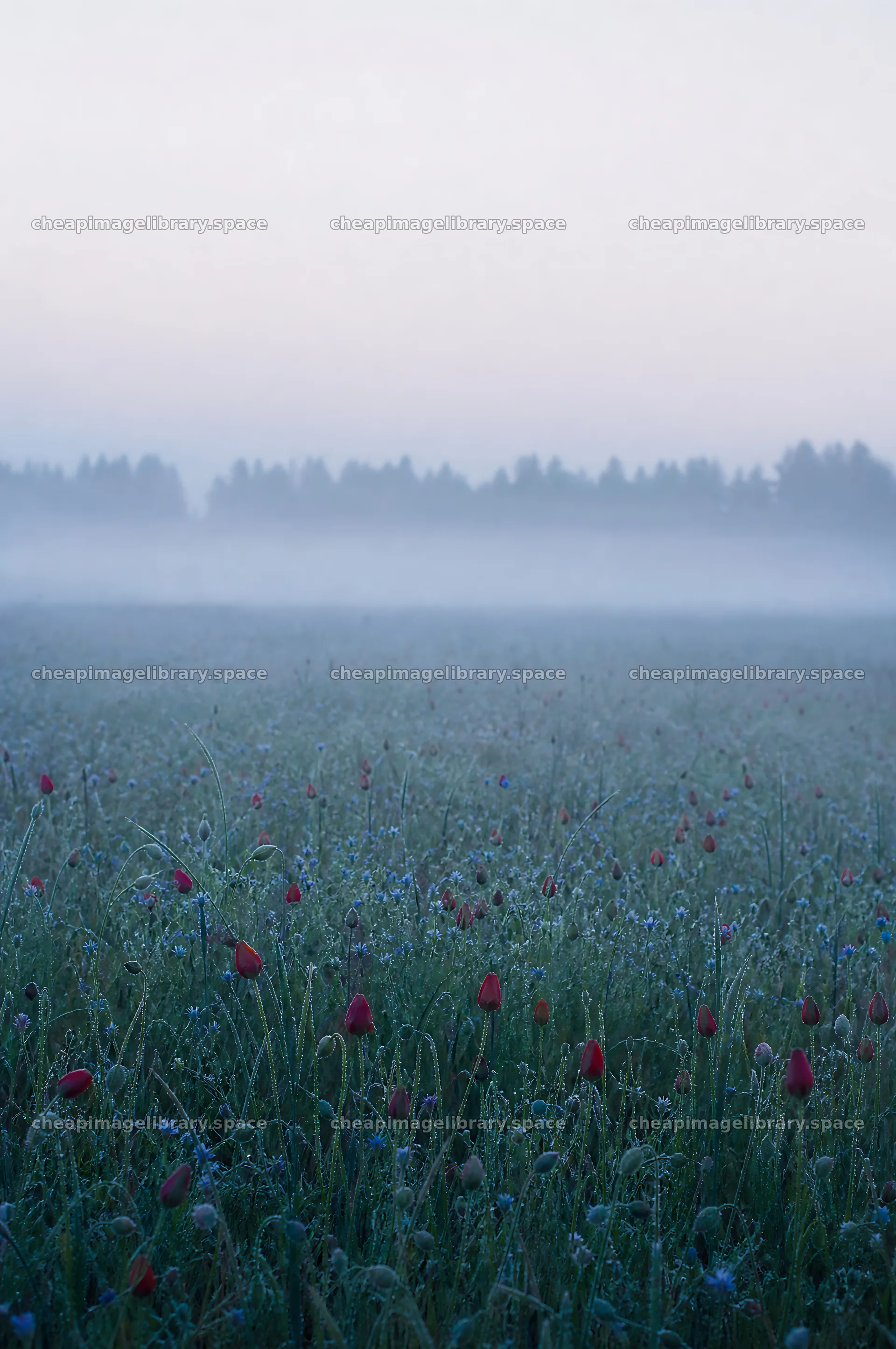 Poppy flax meadow with mist and dew in early morning light – image library 6468x9740