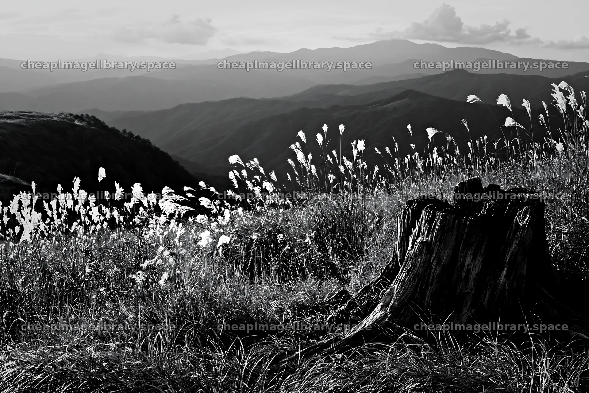 Fukushima native meadow with weathered stump – image library 9722x6480