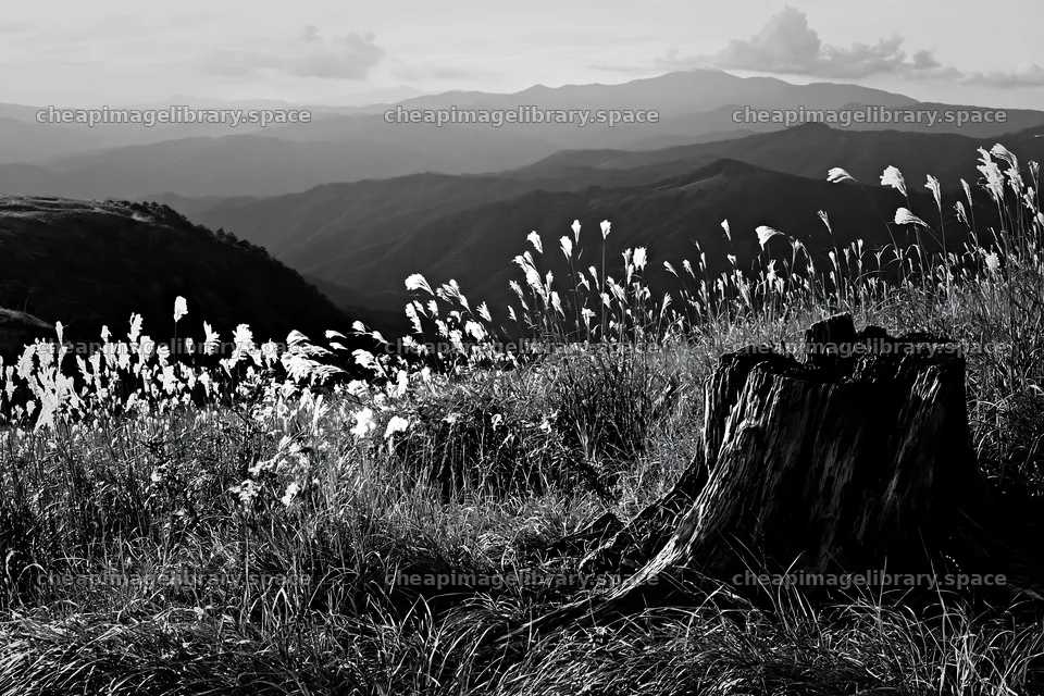 Fukushima native meadow with weathered stump – image library 9722x6480