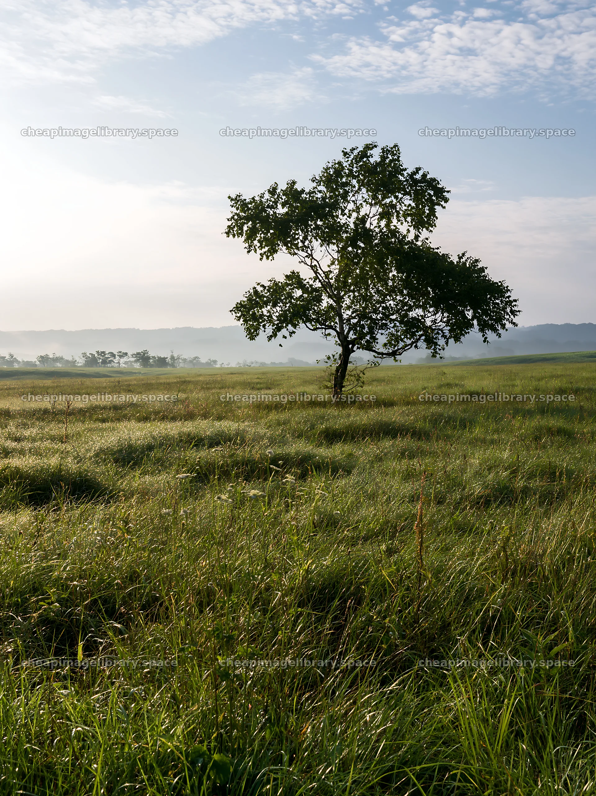 Expansive Hokkaido restoration meadow with dewdrops – image library 6866x9174