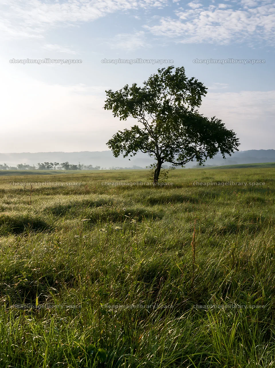 Expansive Hokkaido restoration meadow with dewdrops – image library 6866x9174