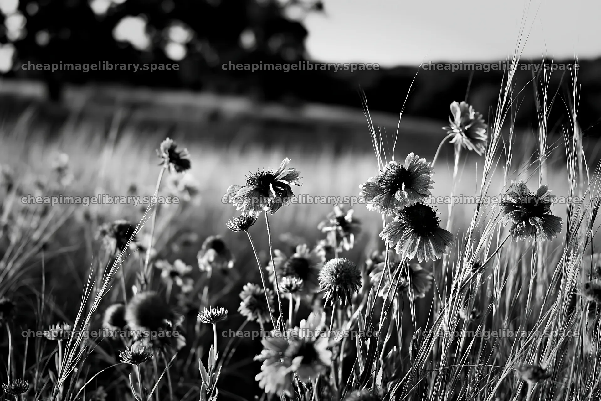 Tall grass meadow with wildflowers in black and white – image library 9722x6480