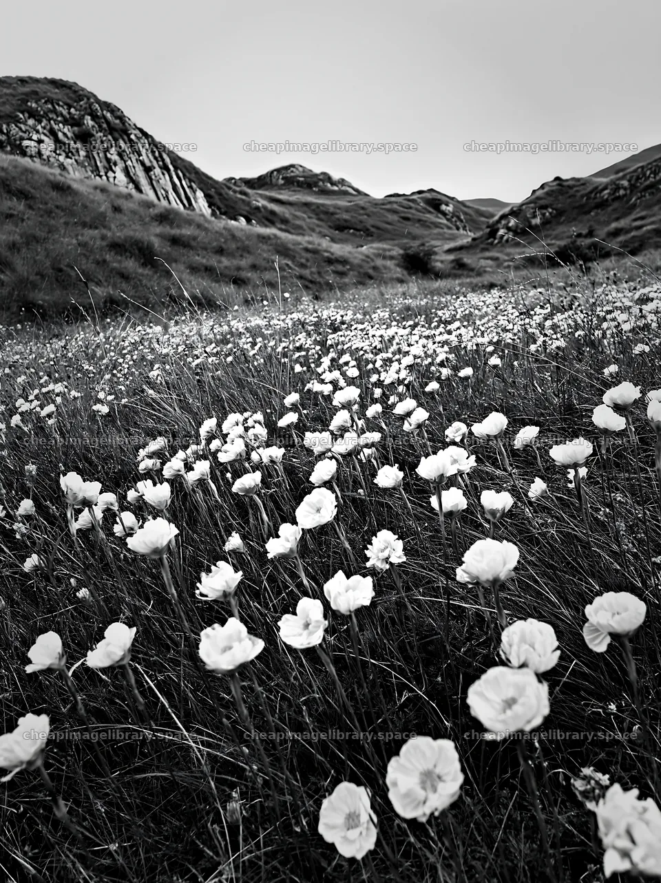 Cloudy meadow with rockrose blooms in a natural setting – image library 6866x9174