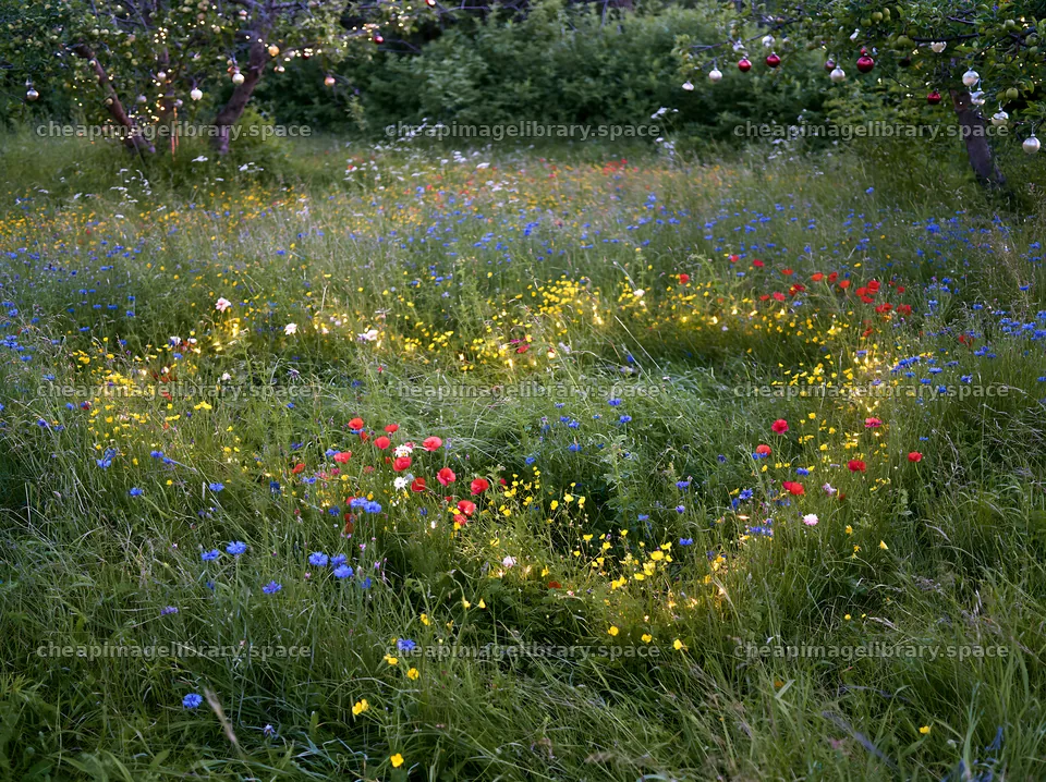 Frosty meadow with flowers and apple trees during Christmas – image library 9174x6866