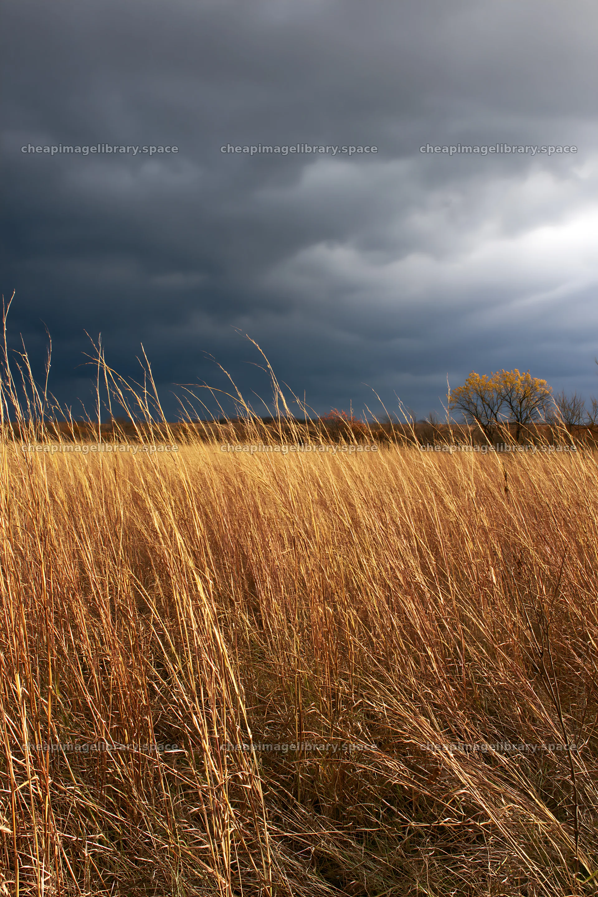 Autumn meadow under dark clouds with golden grass – image library 6480x9722