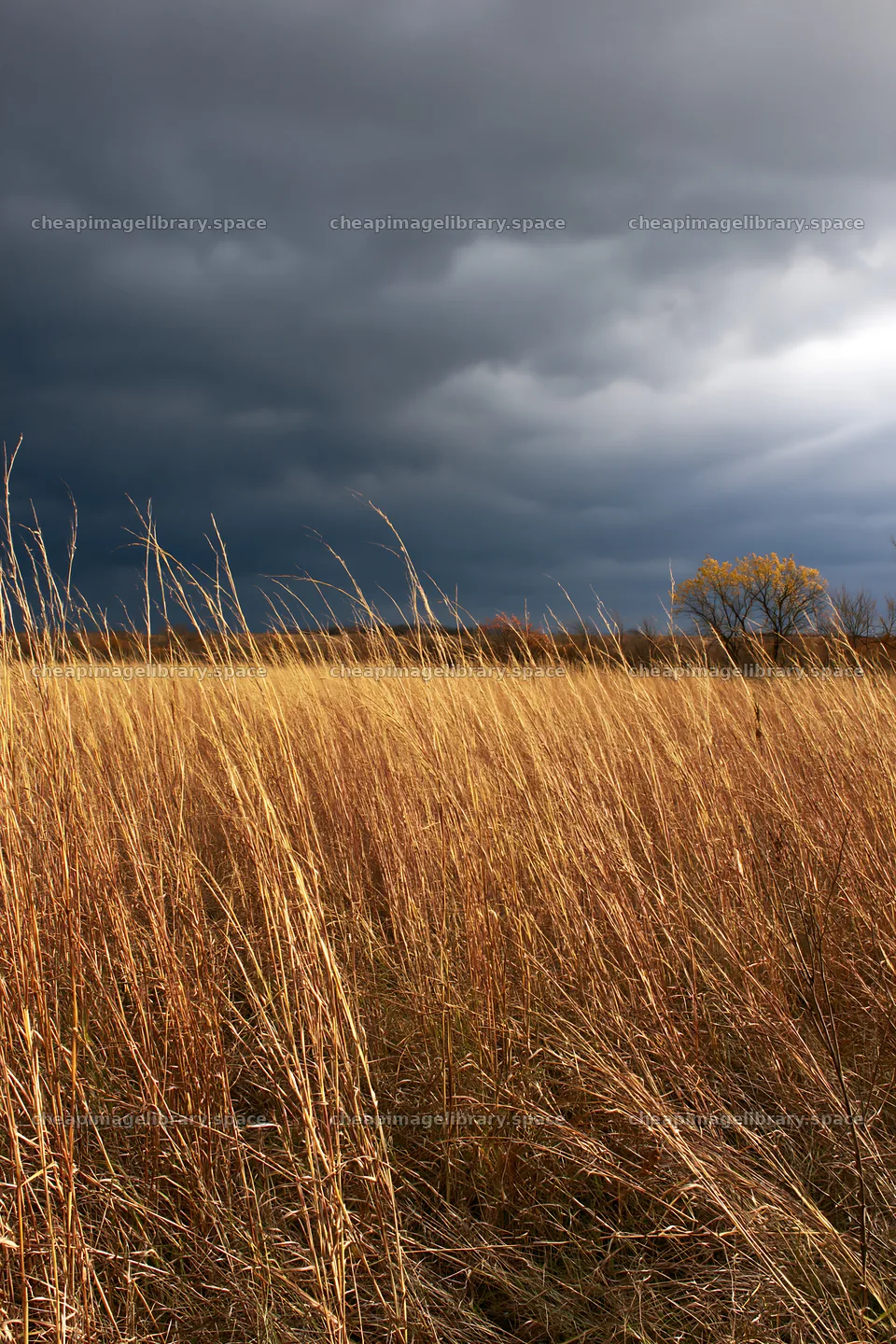 Autumn meadow under dark clouds with golden grass – image library 6480x9722
