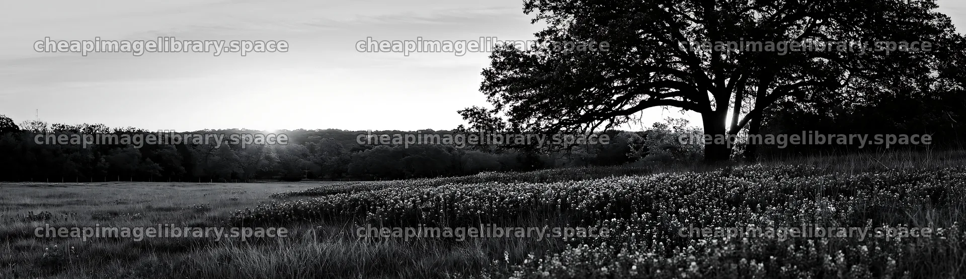 Bluebonnet meadow at sunrise in black and white – image library 14762x4268
