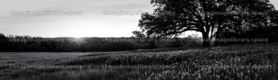 Bluebonnet meadow at sunrise in black and white – image library 14762x4268