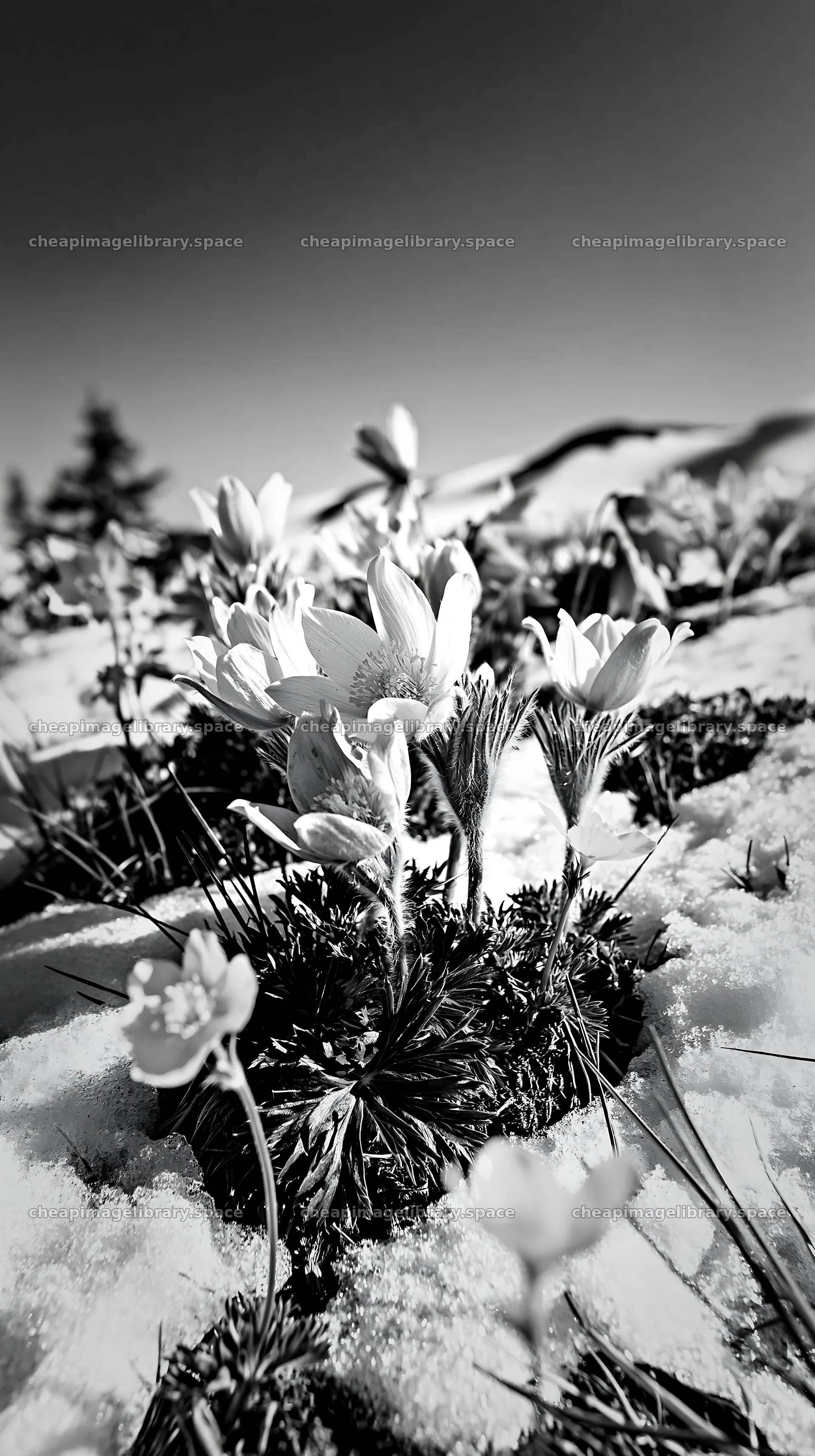 Snowy highland meadow with colorful wildflowers blooming – image library 5938x10608