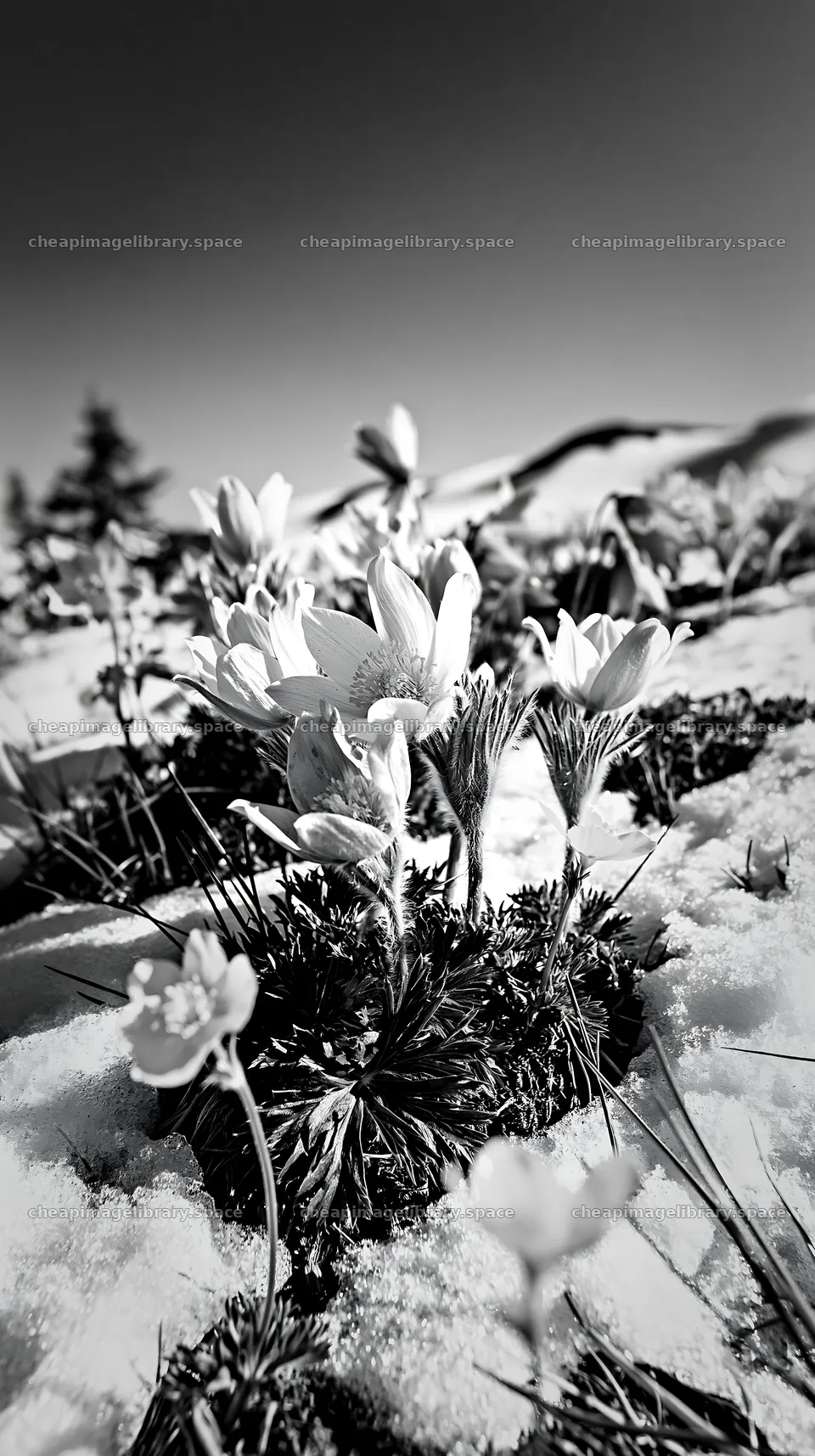Snowy highland meadow with colorful wildflowers blooming – image library 5938x10608
