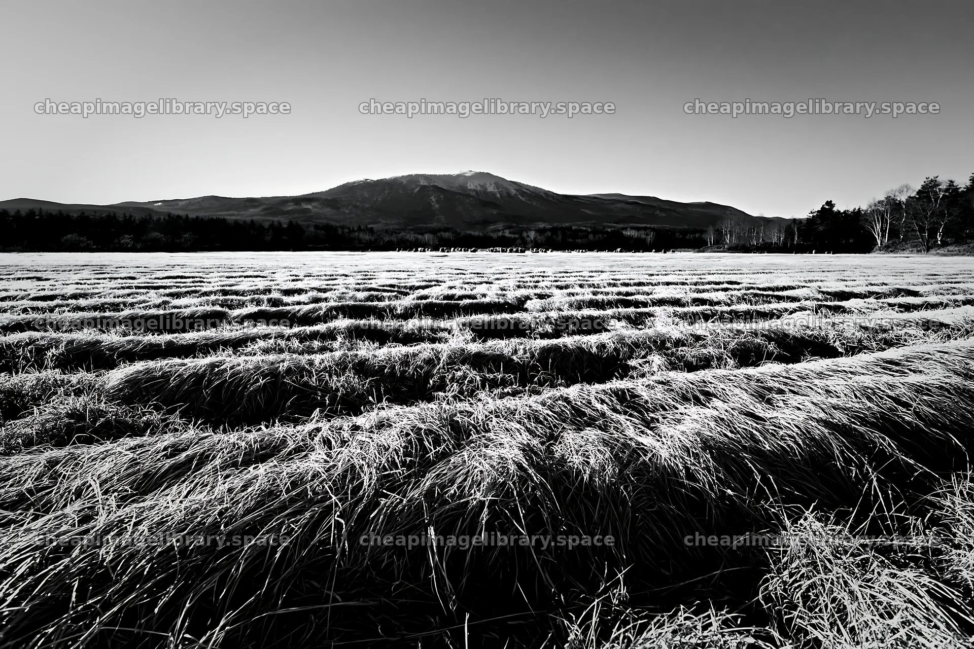 Akita snowmelt meadow with silver grasses in monochrome – image library 9722x6480