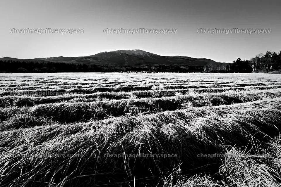 Akita snowmelt meadow with silver grasses in monochrome – image library 9722x6480