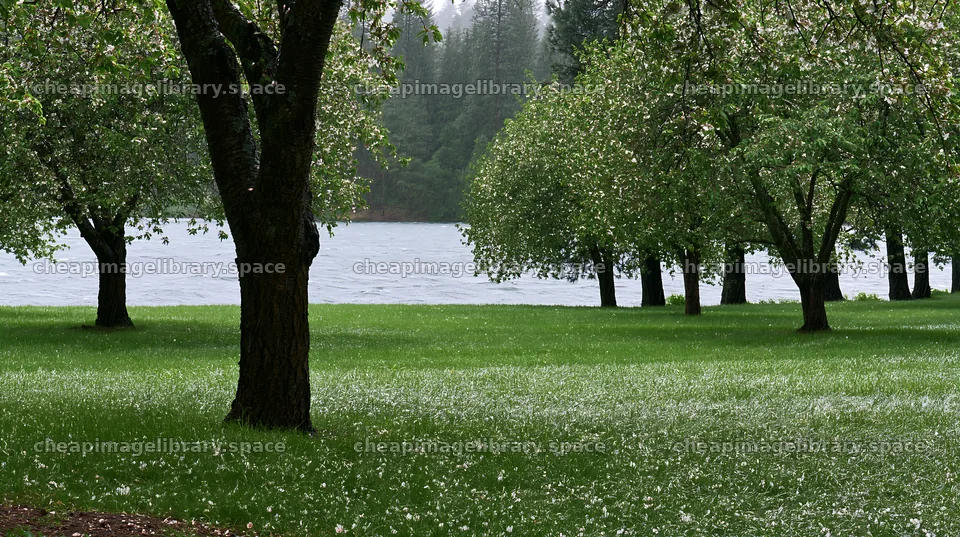Lakeside orchard meadow with trees and grass near water – image library 10608x5938