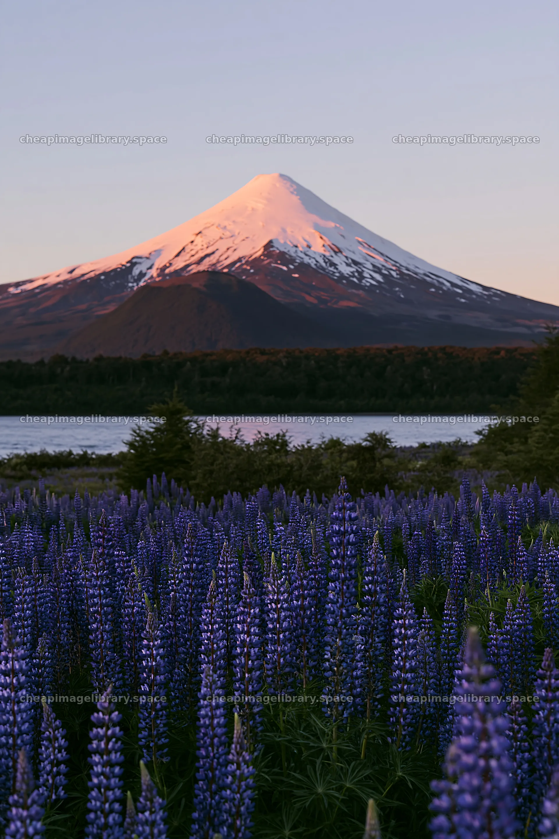 Lupin meadow foreground copy space with mountain in background – image library 6480x9722