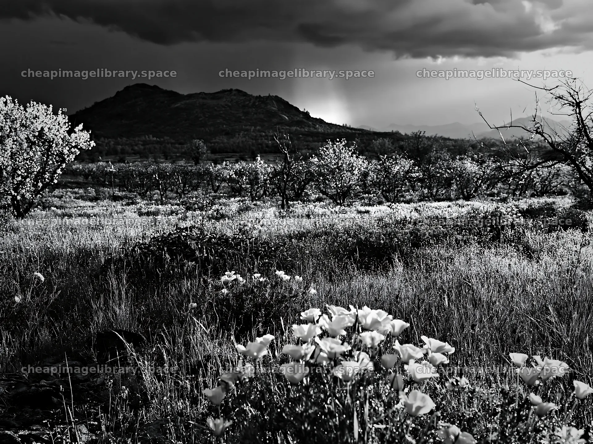 Foothill orchard meadow under cloudy sky – image library 9174x6866