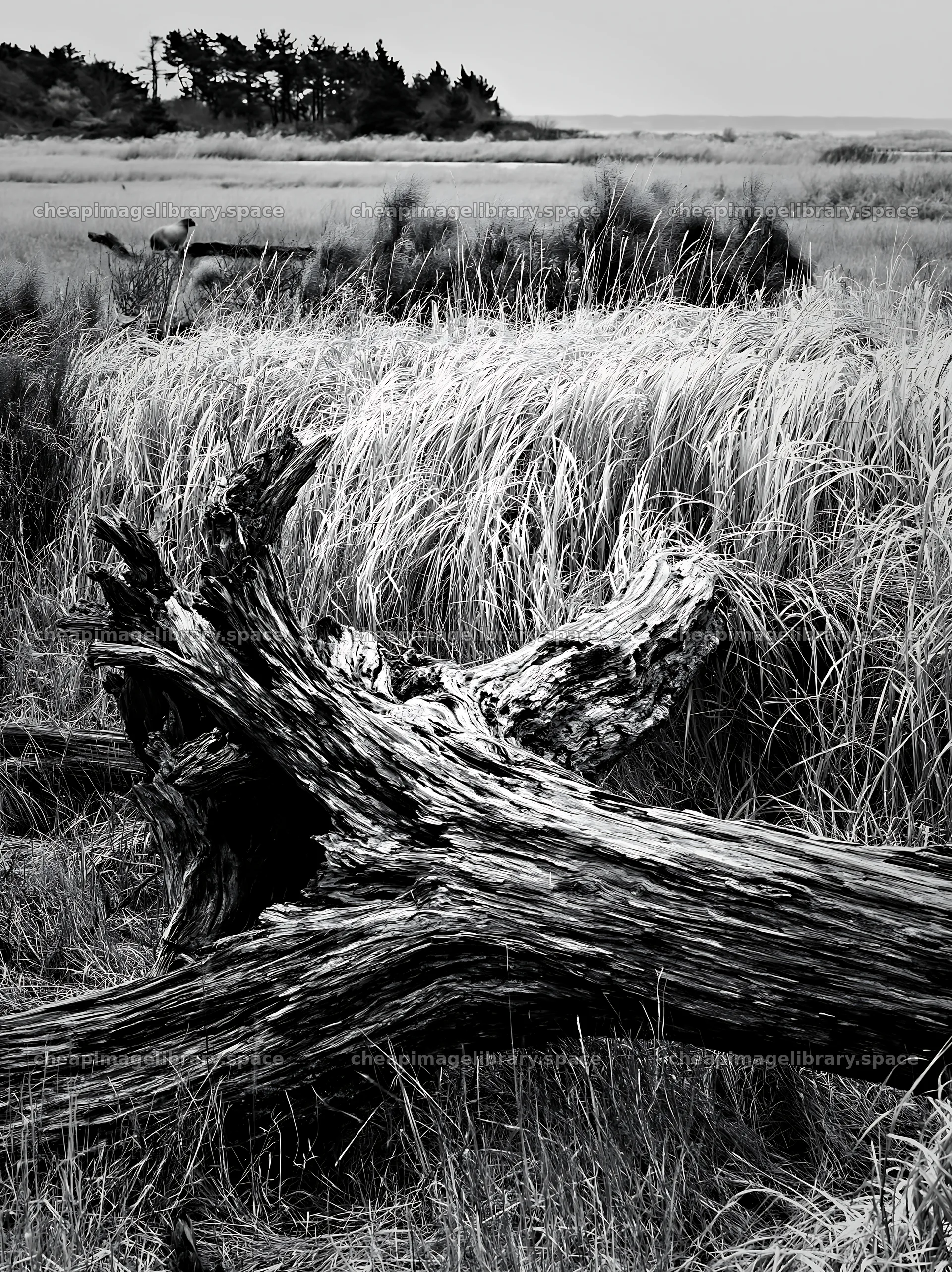 Chiba coastal climate meadow driftwood in foreground – image library 6866x9174