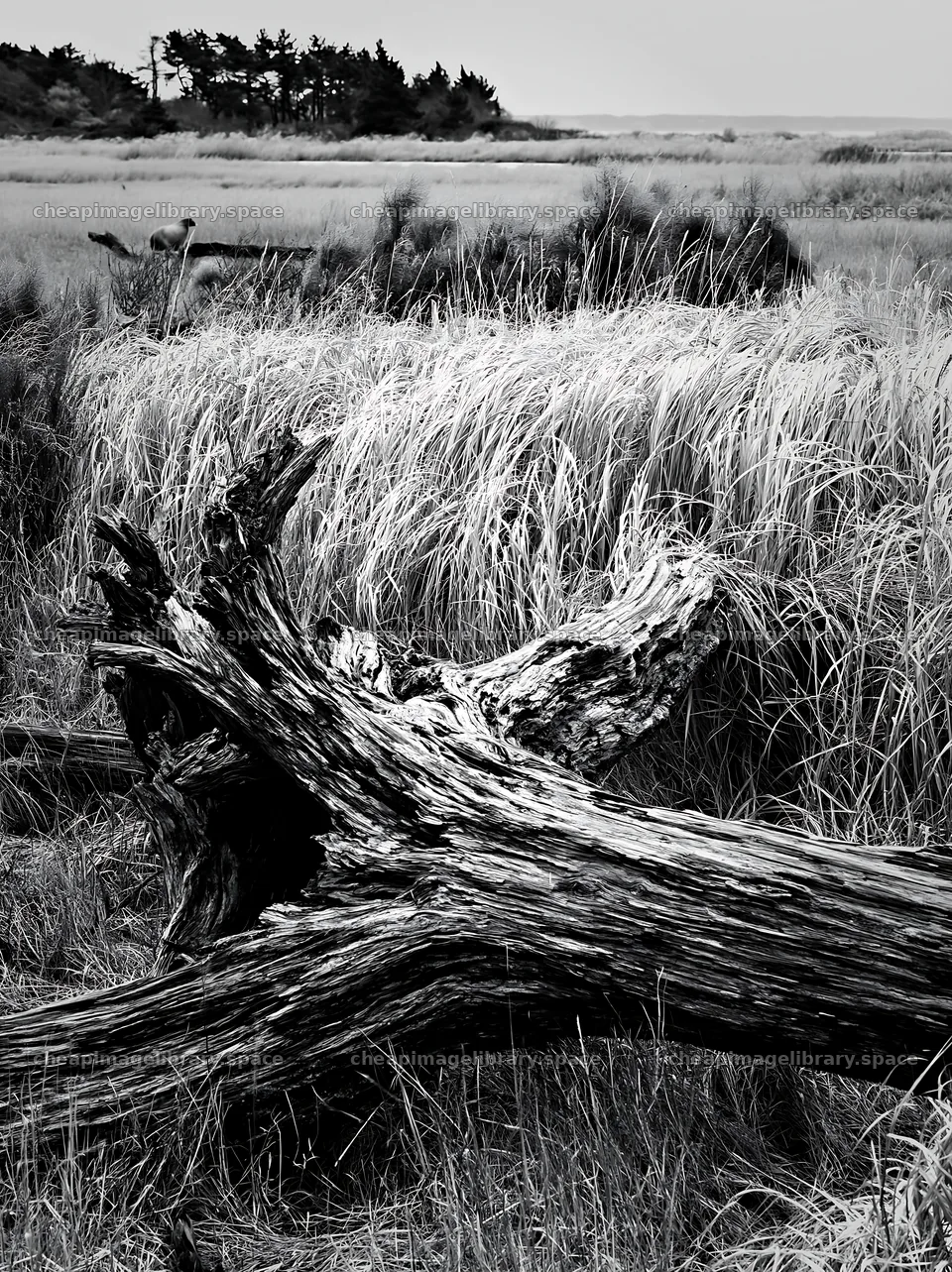 Chiba coastal climate meadow driftwood in foreground – image library 6866x9174
