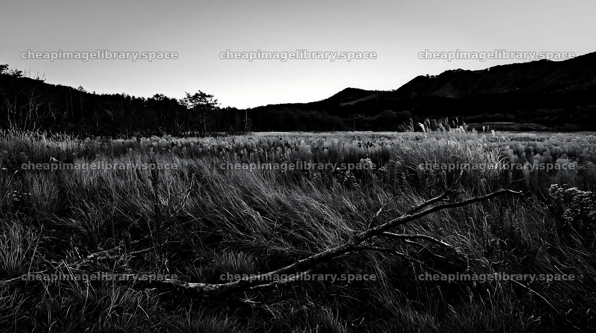 Yamagata rewilded meadow with fallen branch in foreground – image library 10608x5938
