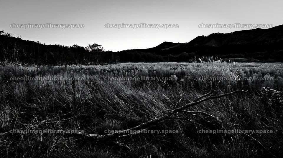 Yamagata rewilded meadow with fallen branch in foreground – image library 10608x5938