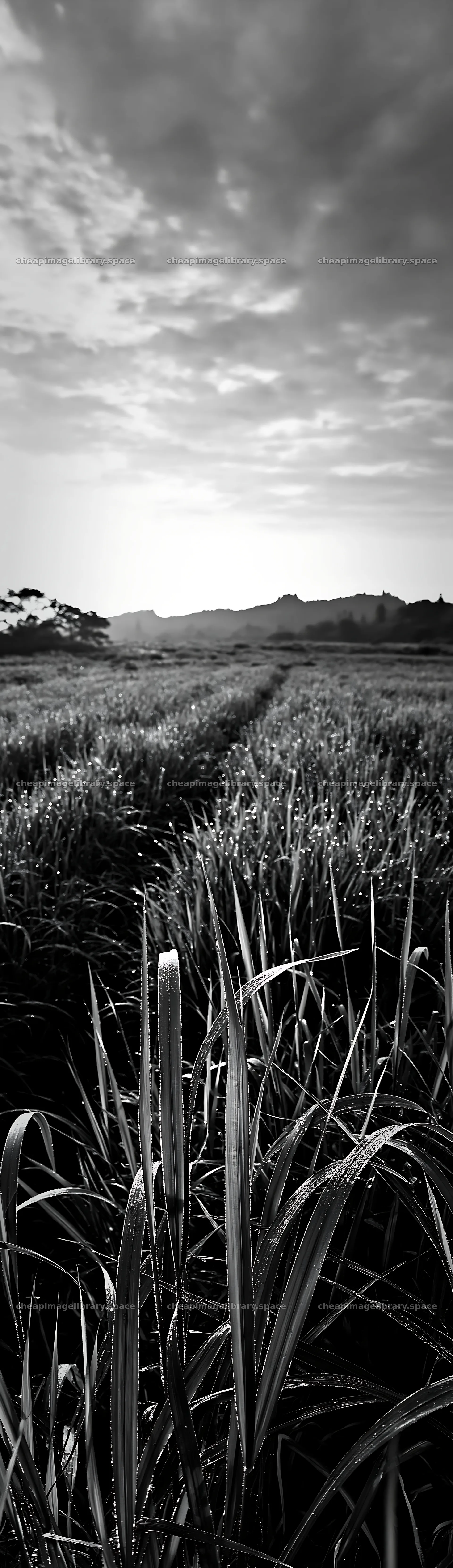 Miyazaki sunrise over meadow with dew-covered sedges – image library 4268x14762