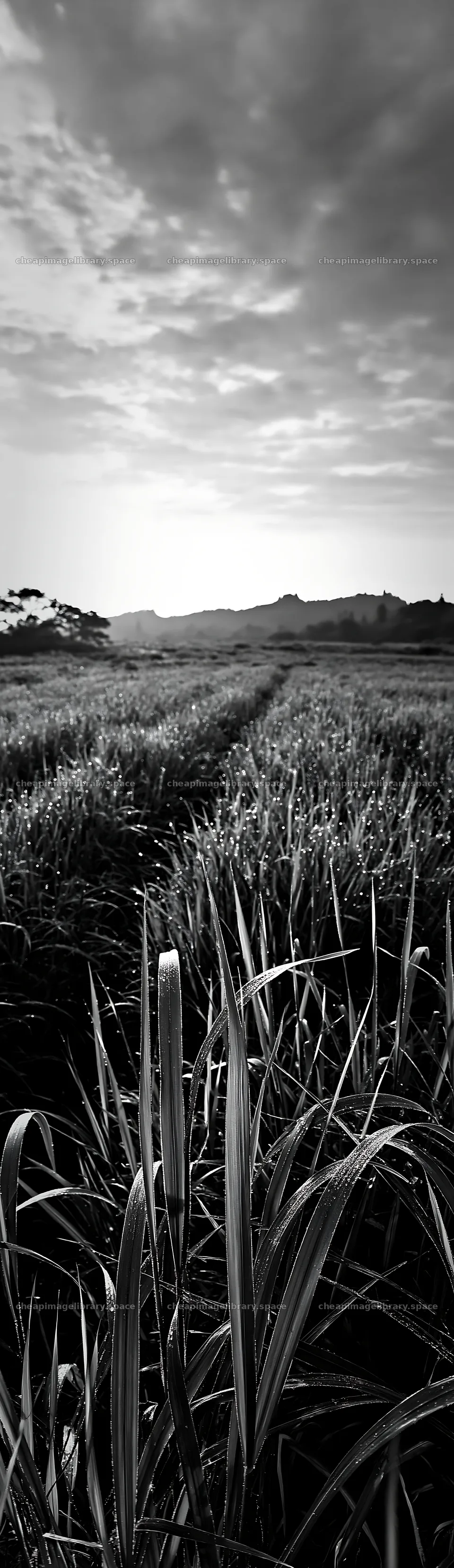 Miyazaki sunrise over meadow with dew-covered sedges – image library 4268x14762