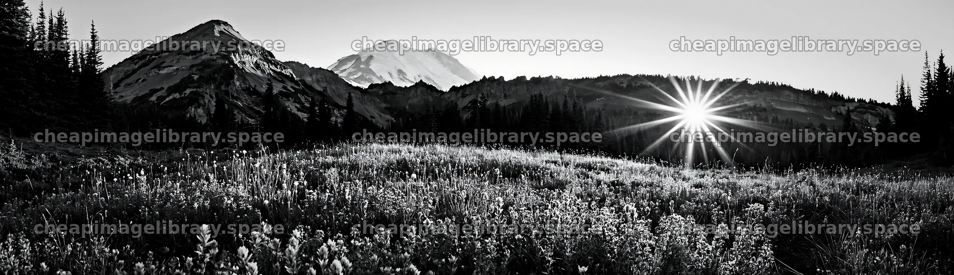 Mount Rainier wildflower meadow sunrise – image library 14762x4268