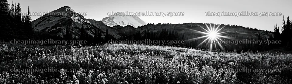 Mount Rainier wildflower meadow sunrise – image library 14762x4268