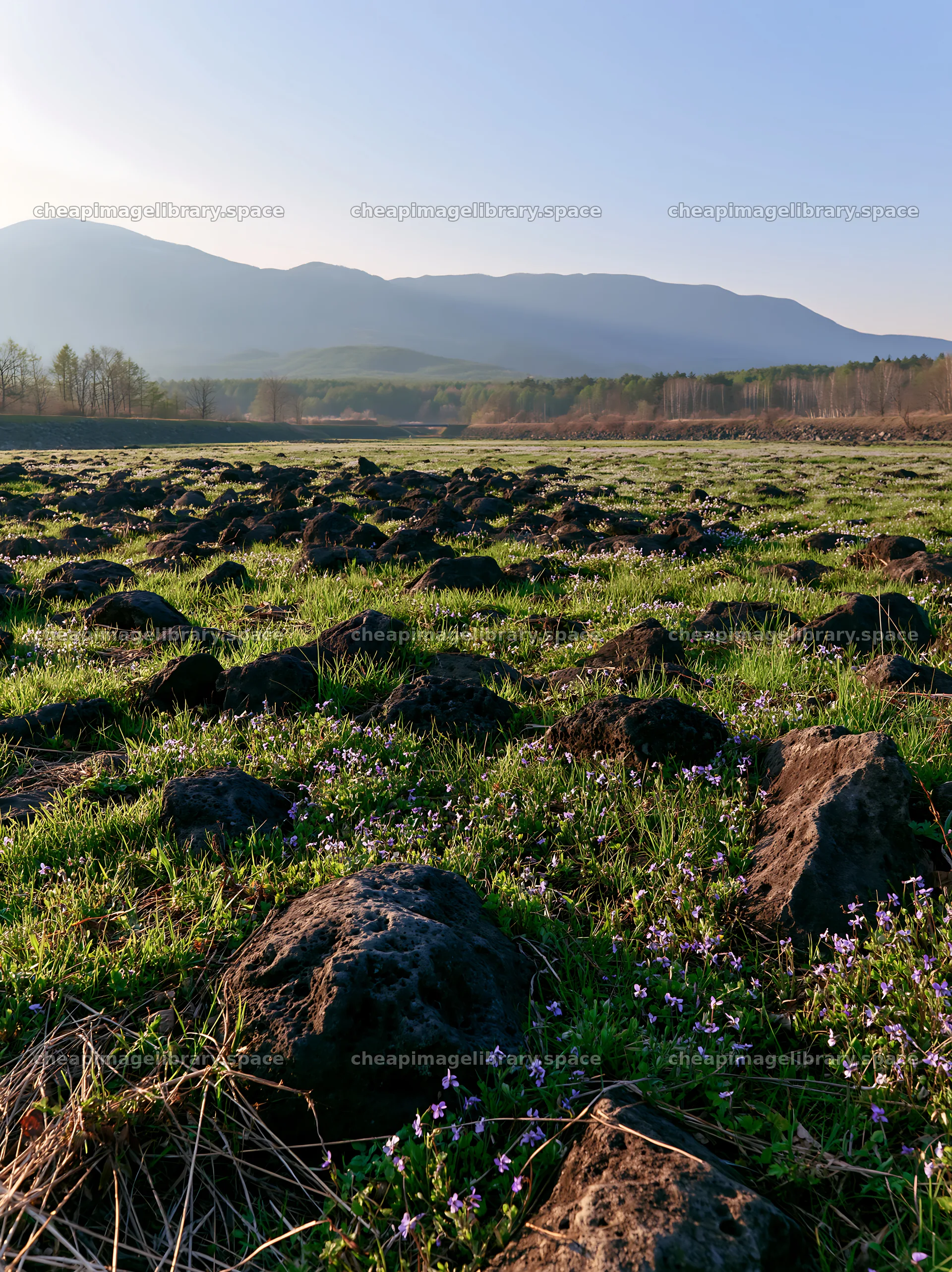 Yamanashi regenerative meadow with basalt stones in spring – image library 6866x9174
