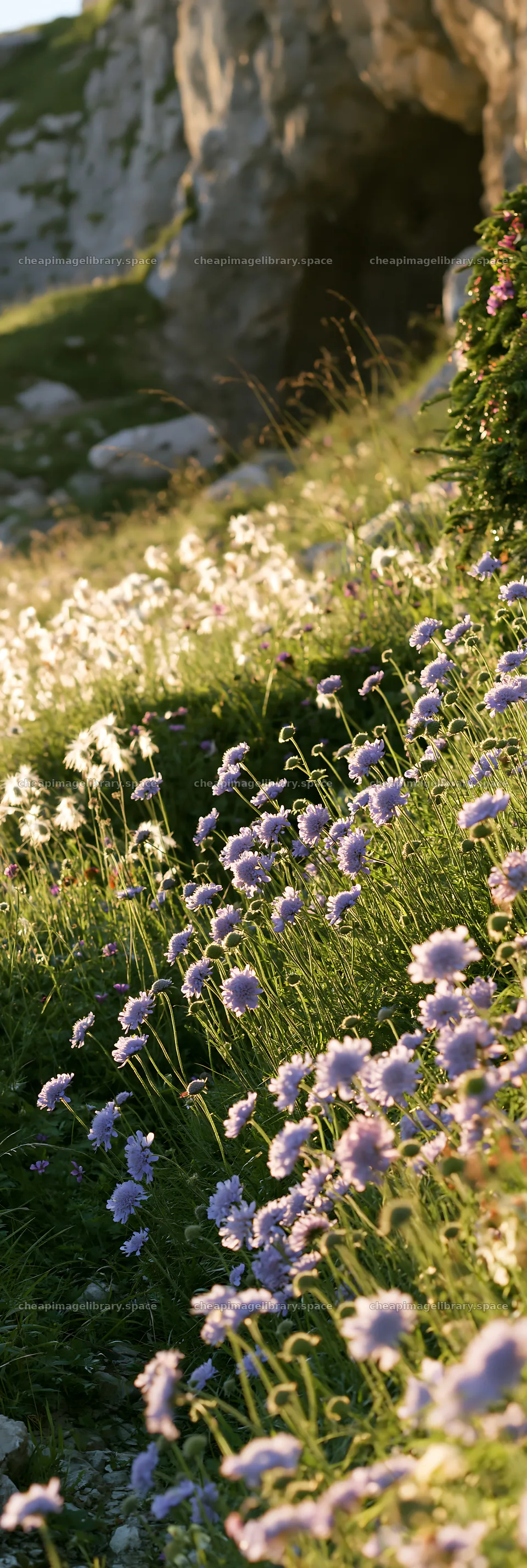 Christmas wreaths in meadow by cave – image library 4602x13690